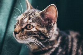 Auf die Ohren - Rund um die Ohrgesundheit bei der Katze